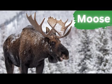 Journey into the World of Moose: The Secrets of Forest Giants