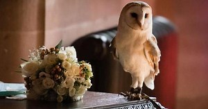 Ring-bearing owl attacks groomsman at U.K. wedding