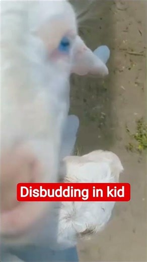 Disbudding in kid #goat