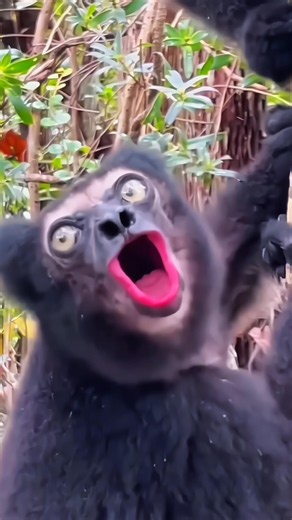 Wonderful sounds of nature #animals #sounds #nature