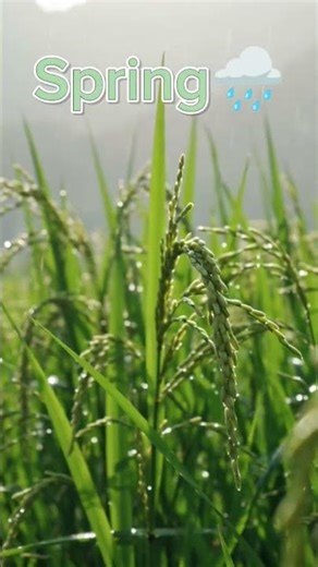 Spring 🌧️ #aifilm #shorts #animation #sarbebhabantusukhinah #anime #aivideo #edit