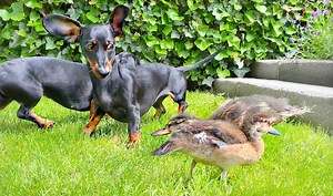 169K views · 10K reactions | Baby ducks grow up together with 2 Dachshunds. | Loulou & Friends | Facebook