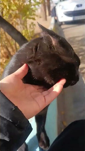 The Secret Sounds of the Black Cat