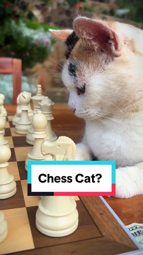 Chess Player Learns Not to Leave Cat Alone with Cat? Video