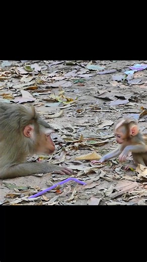 Teaching Baby Lucan: A Heartwarming Wildlife Experience