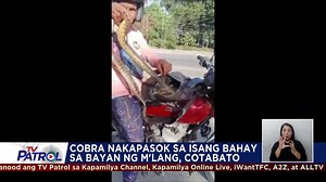 Pinasok ng cobra ang isang bahay sa Barangay Bagontapay sa M'lang, Cotabato. Basahin: https://abs-cbn.com/news/regions/2025/1/23/lalaki-napatalon-nang-makakita-ng-malaking-cobra-sa-bahay-1624 | TV Patrol