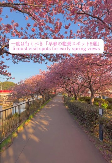 春の絶景スポット5選｜河津桜まつりと菜の花