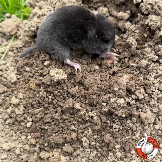 Rescued European Mole: Roadside Adventure
