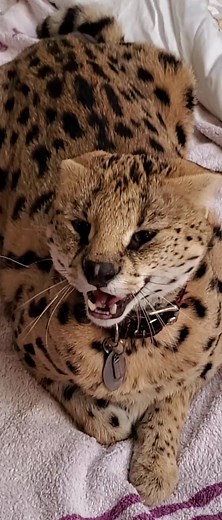 love_serval_caracal on TikTok