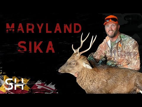 Maryland Sika Hunt