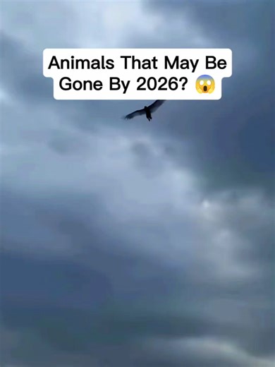 Animales que se extinguirán en 2026