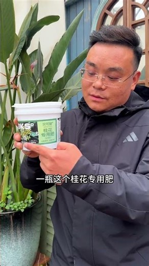 How to grow osmanthus well#Tips for growing flowers#Flowers and green plants#Osmanthus