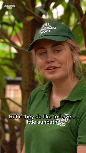 Hippo blood sweat 🦛☀️ Our pygmy hippos are much smaller than common hippos, which are around five times heavier. They’re also sadly much rarer, with fewer than 2500 pygmy hippos remaining in the wild. As a conservation Zoo, we’re advancing understanding of these animals to better protect them out in the wild. By sharing our expertise with conservationists in their native Liberia, we’ve helped pioneer pygmy hippo conservation in the country. This video was made in partnership with Liontrust Hero