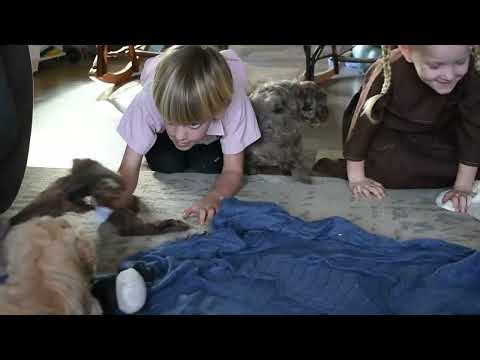 Cockapoo Puppies For Sale