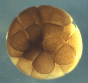 Timelapse video of cell division in a frog embryo