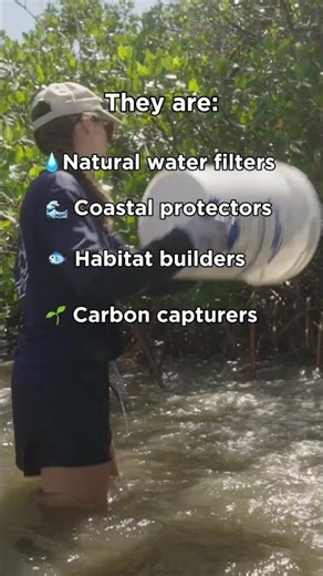 Oyster reefs matter more than you think 🐚