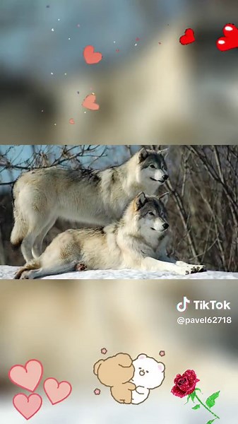 Romantic Wolves: Love in Nature's Embrace