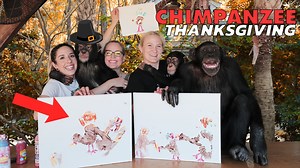 86K views · 2.5K reactions | CHIMPANZEES CELEBRATE THANKSGIVING | Myrtle Beach Safari Wild Encounters Tour | Facebook