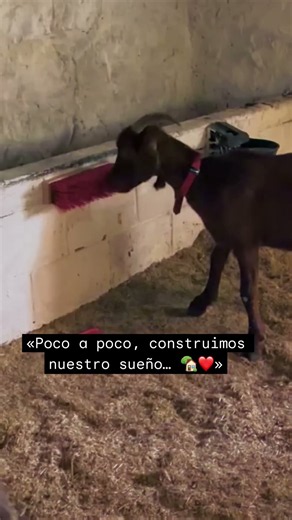 ¡La cuadra va tomando forma y las cabras ya disfrutan de su hogar! 🐐🏡