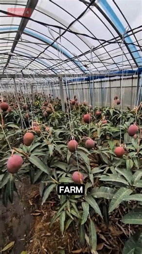 Miyazaki mango : The World’s Most Expensive Mango 🥭 #birdtrend