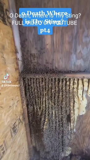 19K views · 2.2K reactions | These Bees Hospitalized a Rancher #killerbeeguy #invasivespecies #killerbee #honeybee | Killer Bee Guy | Facebook