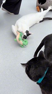 3.5K views · 13 reactions | Your kitty is in for a treat with the new KONG Bat-A-Bout Clackz Caterpillar and the adorable Luvz Lizard and Mouse! The Bat-A-Bout Clackz Caterpillar  makes a playful clacking sound that’s irresistible, turning every swat into a fun-filled adventure. And when it’s time to cuddle, the Luvz Lizard 年 and Mouse  are the purr-fect snuggle buddies your feline friend will adore!  | KONG | Facebook