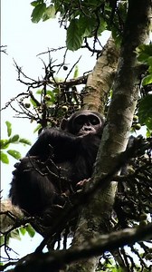 Living my childhood dream in the rainforest of Rwanda