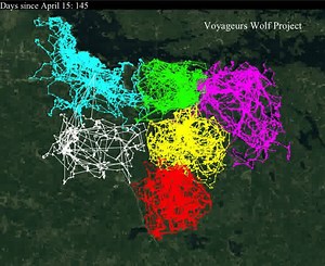 23K views · 770 reactions | See how 6 wolves from different adjacent...