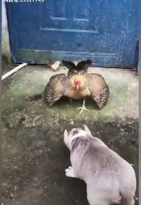Chicken vs Dog Fight - video Dailymotion