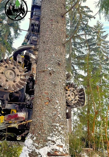 Nature's Resilience in Winter: Logging at -20°C