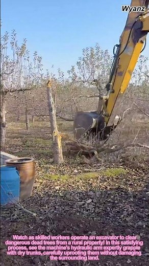 Excavator Clearing Dead Trees: Efficient Land Clearing with Heavy Machinery | DIY Forestry