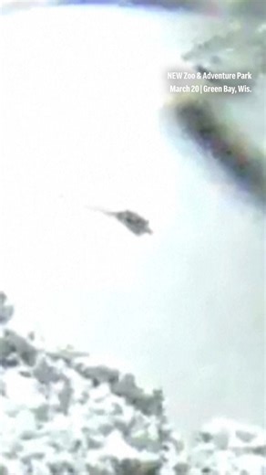 Two river otters busted out of their Wisconsin zoo enclosure last week during a winter storm, appearing on security camera footage cavorting across the snow. The search continued Tuesday. | AP