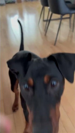 Cute puppy in training #germanpinscher #dog #doglife #dogtraining