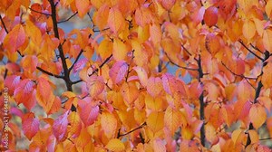 Autumn leaves of Elm rough (Ulmus glabra) in wind. Seasonal golden brown leaves as video motion background.