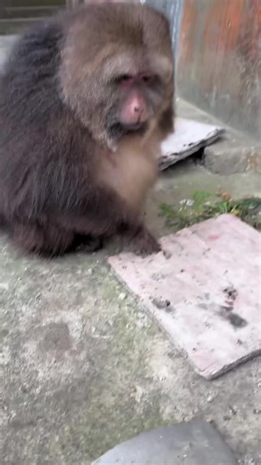 Xingxing the monkey is so funny. #monkey #animal #foryou #fyp #lovely #cute