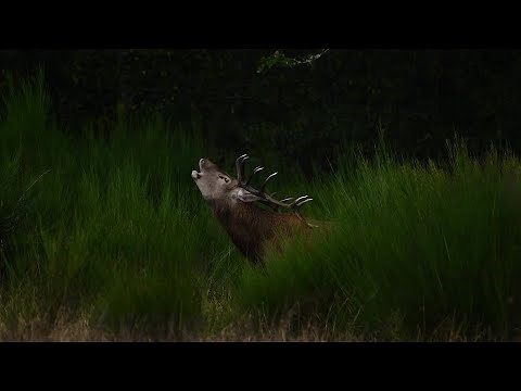 Le brame du cerf en Limousin, à la rencontre de la photographe naturaliste Anada Joinet.