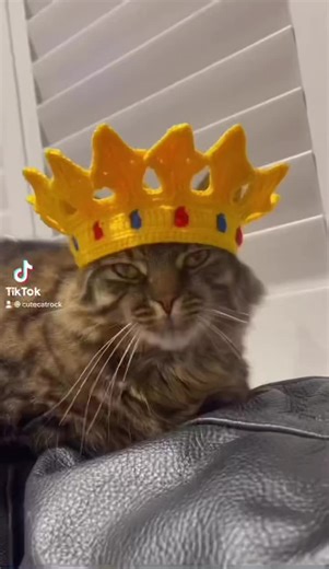 Adorable Cat Yawning in Fun Accessories