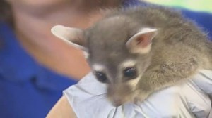 What type of noise does a ringtail make?