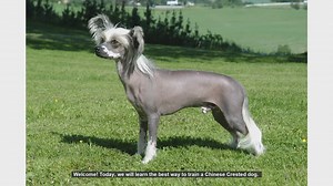 How to Train Your Chinese Crested Dog: Tips and Techniques