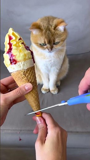 When Your Cat Hopes For Big Ice Cream 😿🍦✨