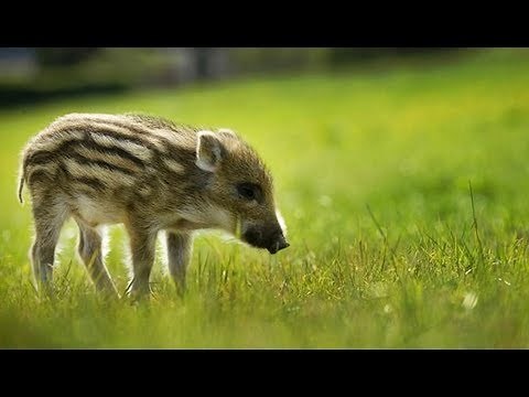 Sangliers & marcassins - ZAPPING SAUVAGE