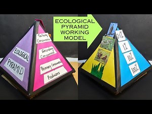 Ecological Pyramids in Ecosystem project model | Food Pyramid model | Exhibition model for school