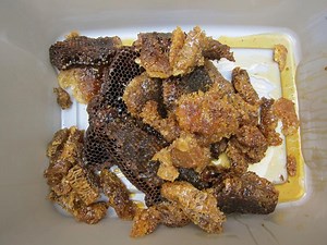 Harvesting my backyard honey (and your chance to get a jar)