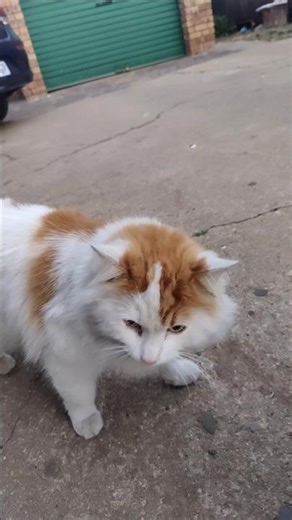 Iranian Fluffy Cloudy Chunky Big Cats.