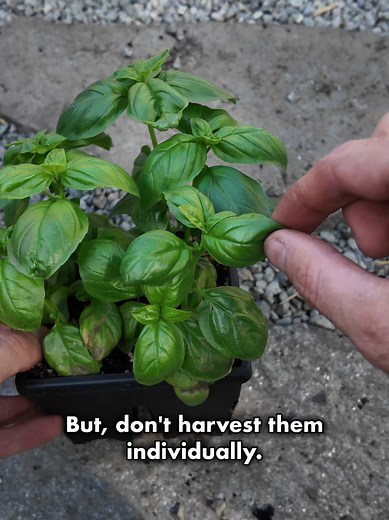 1 Basil Pruning Tip for Summer Harvest