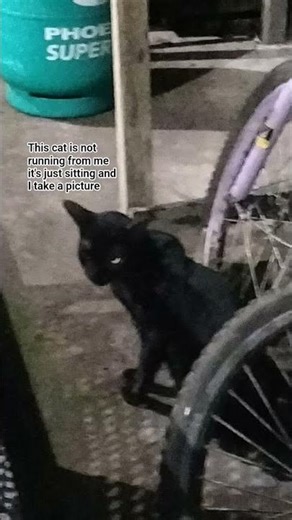 bro why does this cat look like a