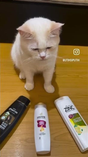 Cuối năm được mời quảng cáo, có tiền mua cá ăn Tết 🙌