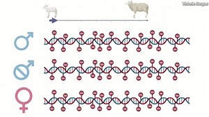 New study shows that castration may help men to live longer and delay DNA aging