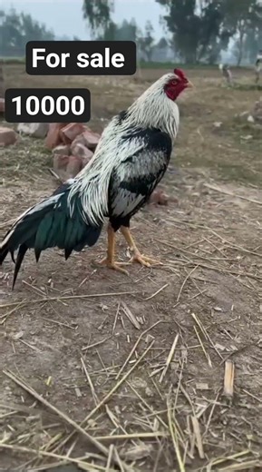 Murga for sale hai [JAVA ] 😊😊