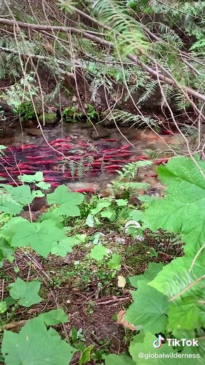 Salmon Migration: The Incredible Journey Home